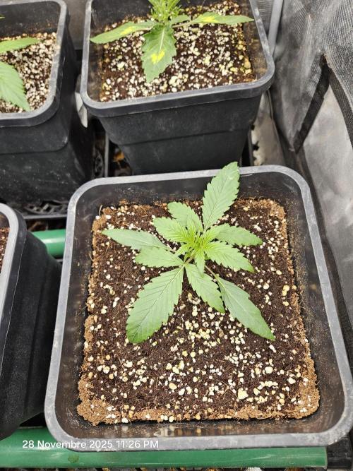 First Time in Coco... Send Help. Week 2