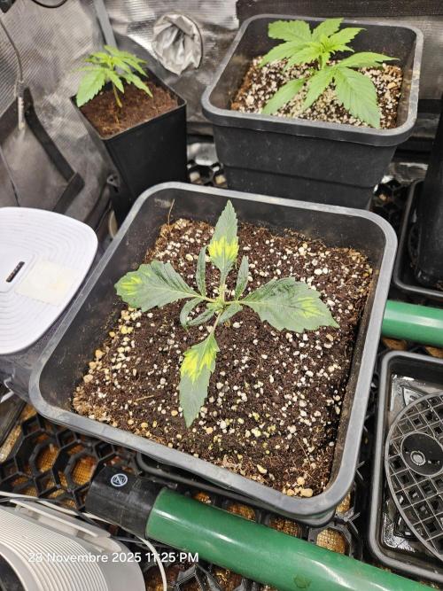 First Time in Coco... Send Help. Week 2