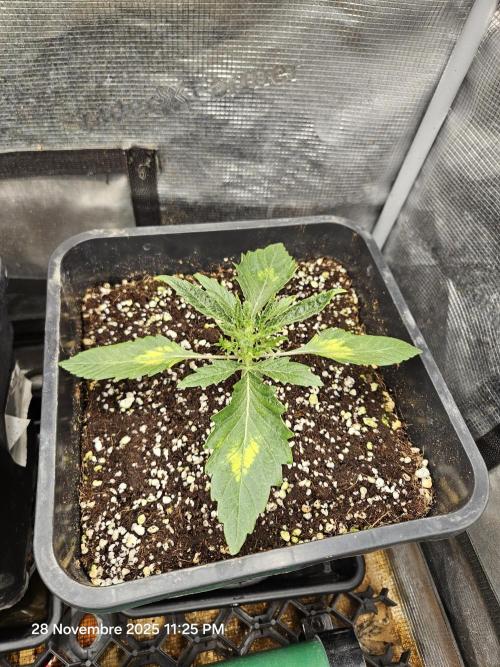 First Time in Coco... Send Help. Week 2