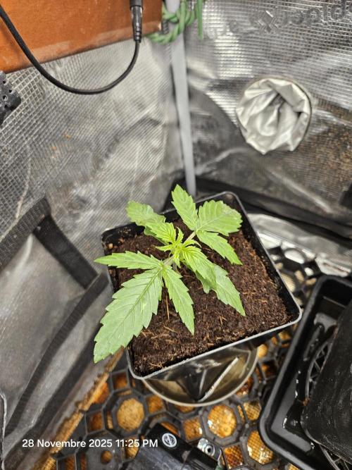 First Time in Coco... Send Help. Week 2