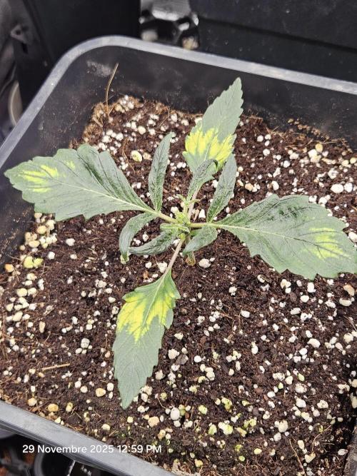 First Time in Coco... Send Help. Week 2