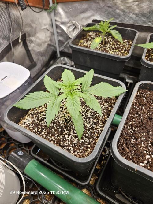 First Time in Coco... Send Help. Week 2