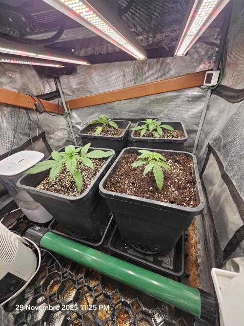 First Time in Coco... Send Help. Week 2