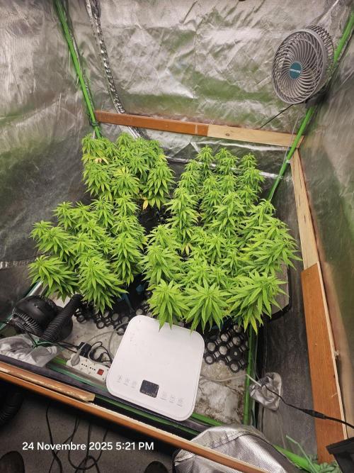 Three Sisters and a Tourist. Week 14