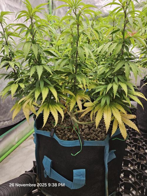 Three Sisters and a Tourist. Week 14