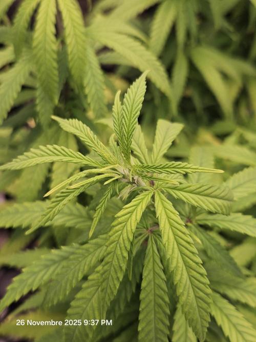 Three Sisters and a Tourist. Week 14