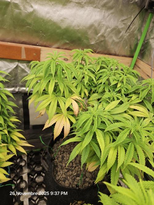 Three Sisters and a Tourist. Week 14