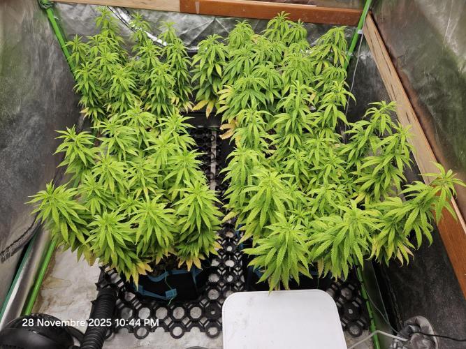 Three Sisters and a Tourist. Week 14