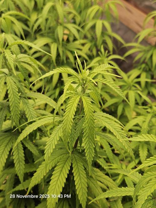 Three Sisters and a Tourist. Week 14