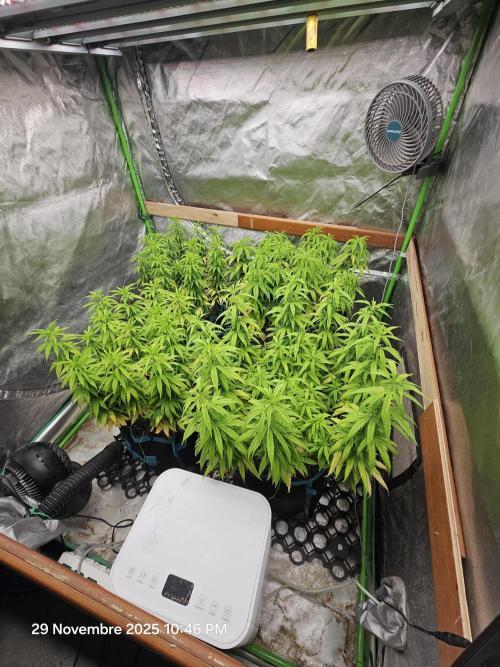 Three Sisters and a Tourist. Week 14