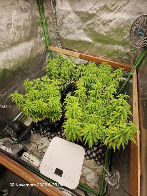 Three Sisters and a Tourist. Week 14