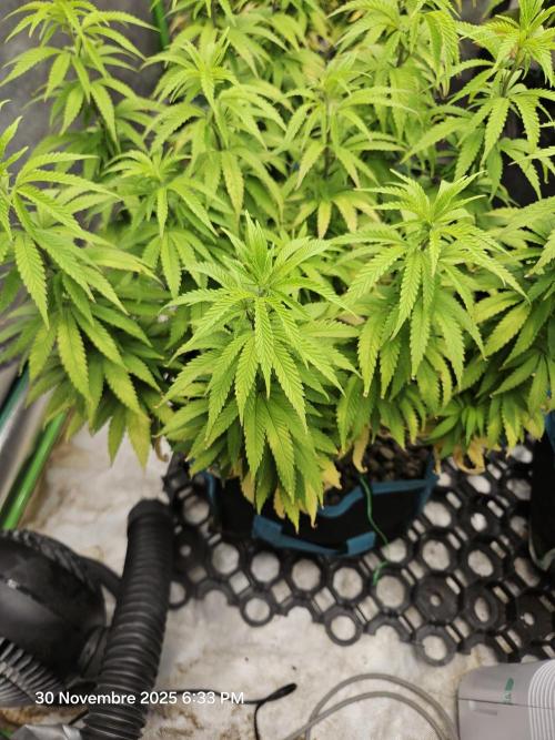 Three Sisters and a Tourist. Week 14