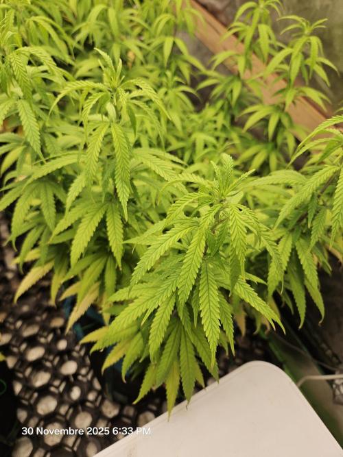 Three Sisters and a Tourist. Week 14