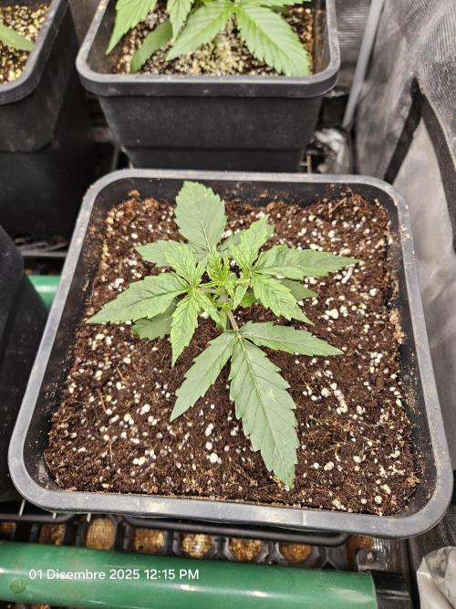 First Time in Coco... Send Help. Week 3