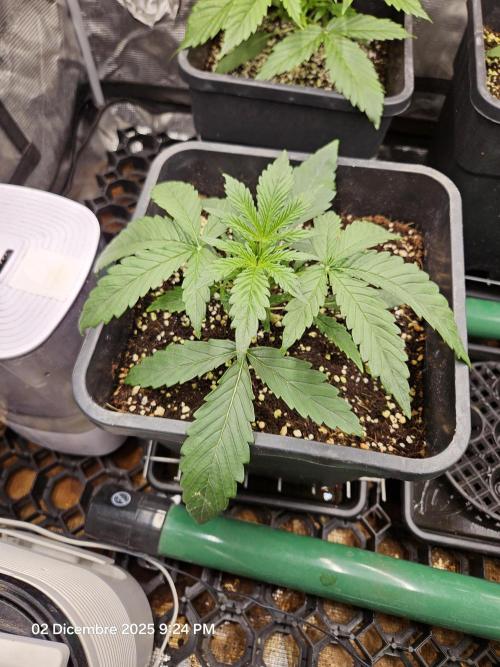 First Time in Coco... Send Help. Week 3