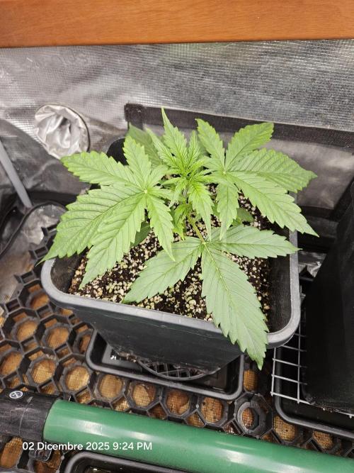 First Time in Coco... Send Help. Week 3