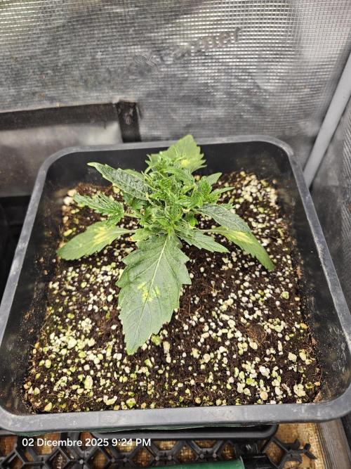 First Time in Coco... Send Help. Week 3