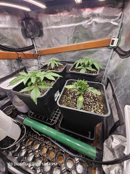 First Time in Coco... Send Help. Week 3