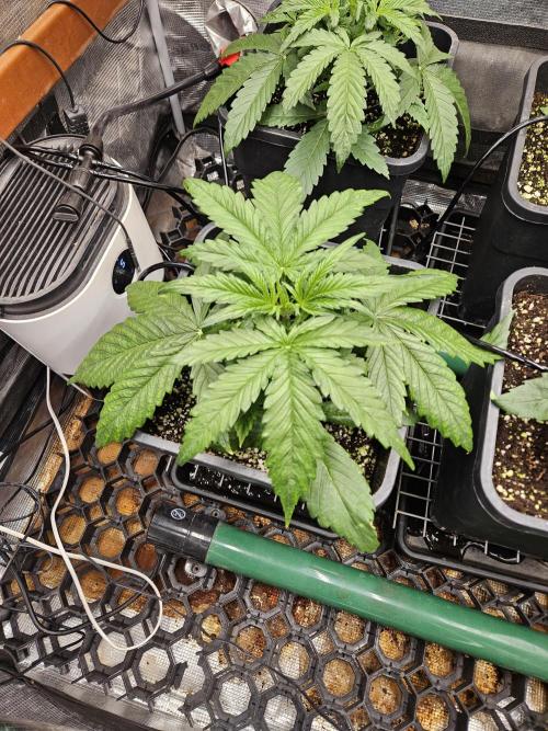 First Time in Coco... Send Help. Week 3