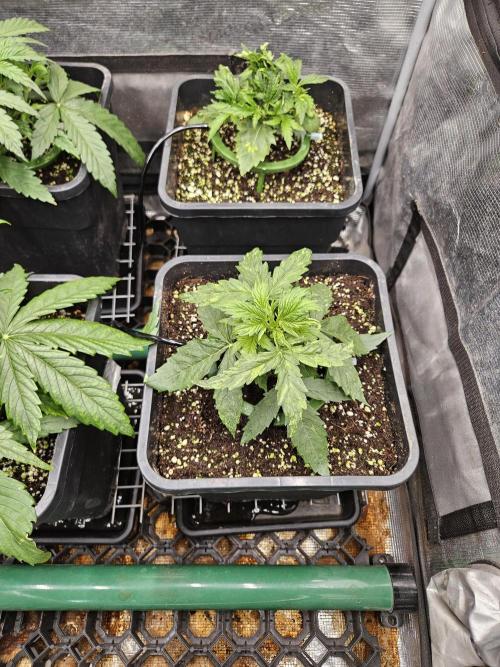 First Time in Coco... Send Help. Week 3