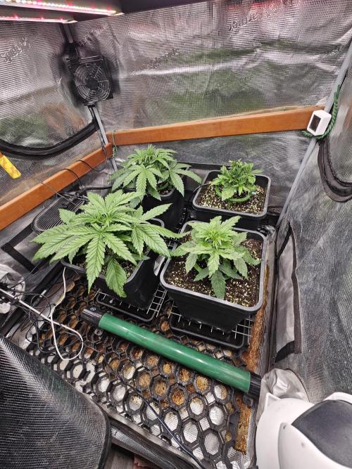 First Time in Coco... Send Help. Week 3