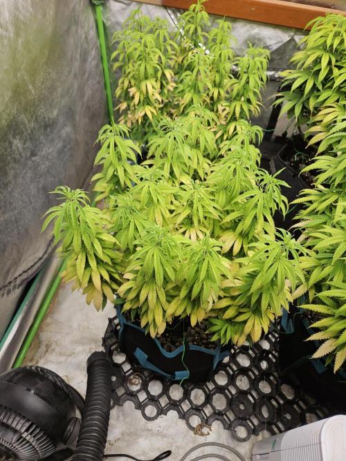 Three Sisters and a Tourist. Week 15