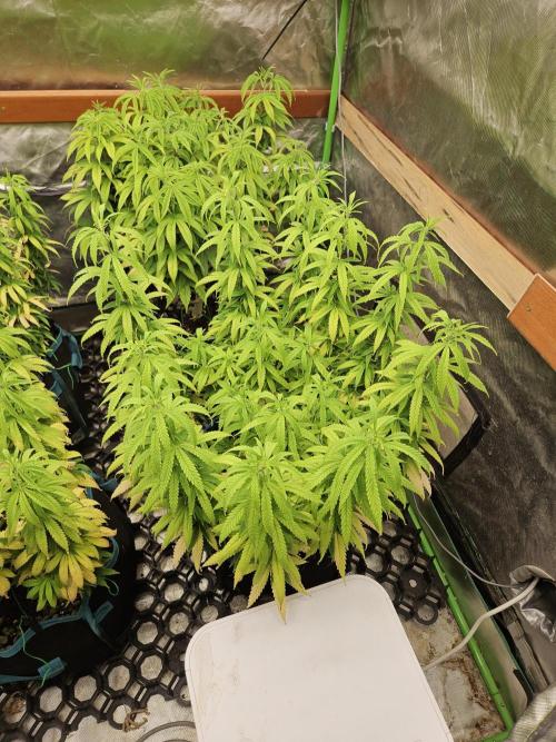 Three Sisters and a Tourist. Week 15