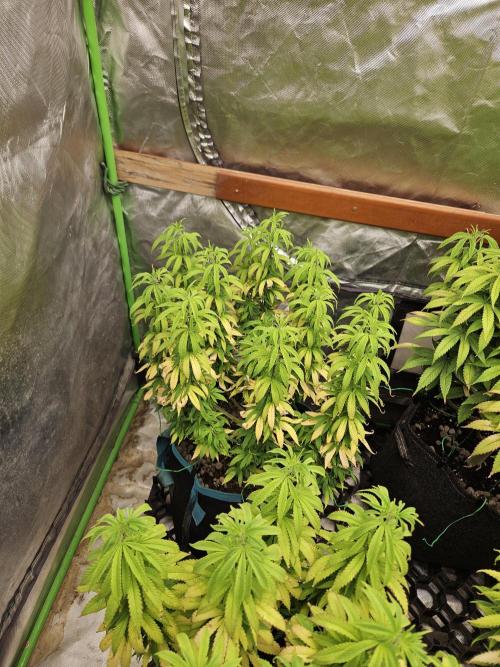 Three Sisters and a Tourist. Week 15