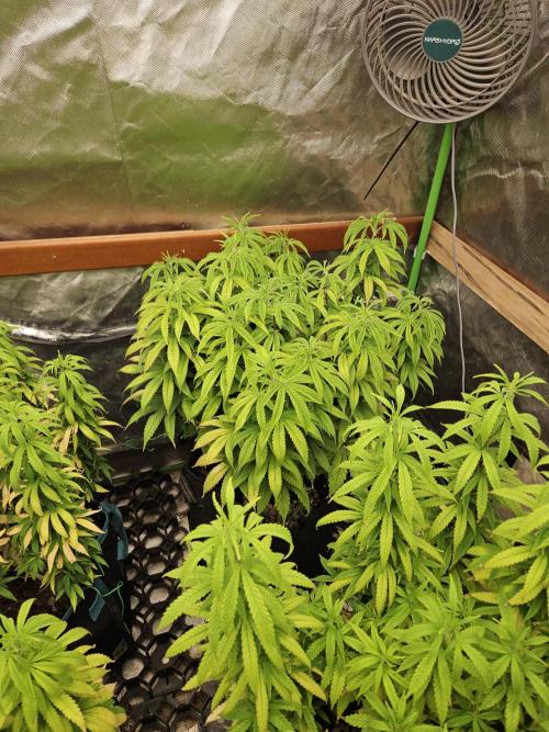 Three Sisters and a Tourist. Week 15