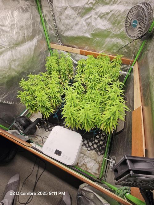 Three Sisters and a Tourist. Week 15