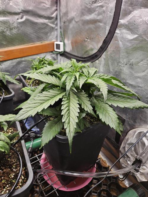 First Time in Coco... Send Help. Week 4