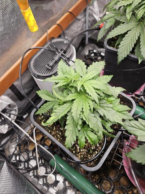 First Time in Coco... Send Help. Week 4