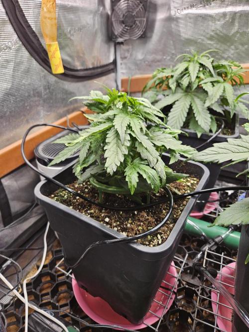 First Time in Coco... Send Help. Week 4