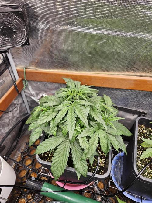 First Time in Coco... Send Help. Week 4