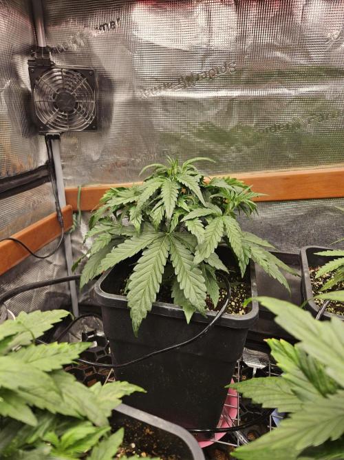 First Time in Coco... Send Help. Week 4