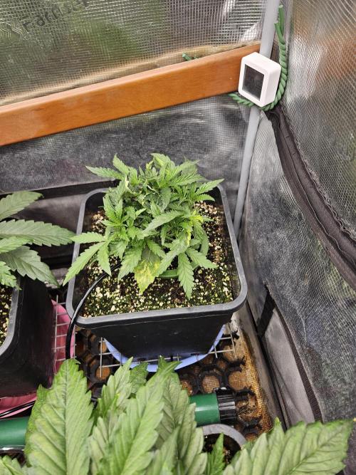 First Time in Coco... Send Help. Week 4