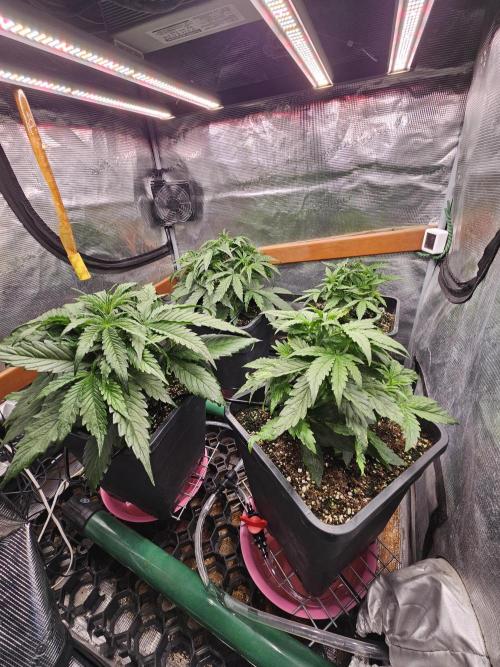 First Time in Coco... Send Help. Week 4