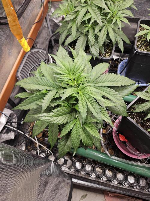 First Time in Coco... Send Help. Week 4