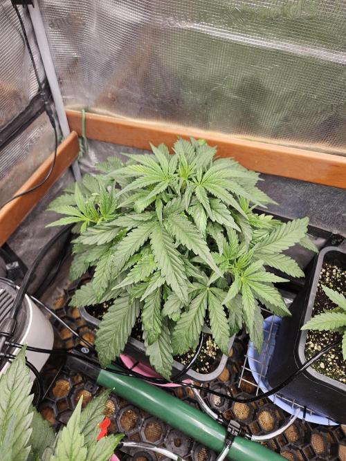 First Time in Coco... Send Help. Week 4