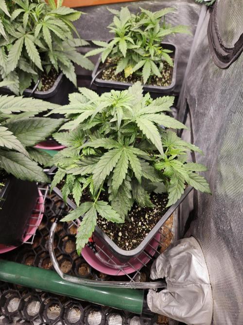 First Time in Coco... Send Help. Week 4