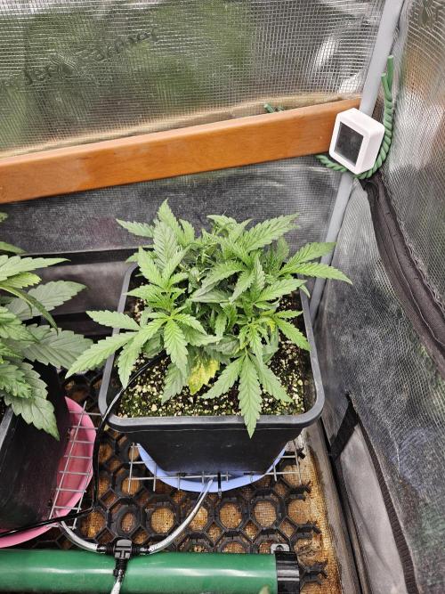 First Time in Coco... Send Help. Week 4