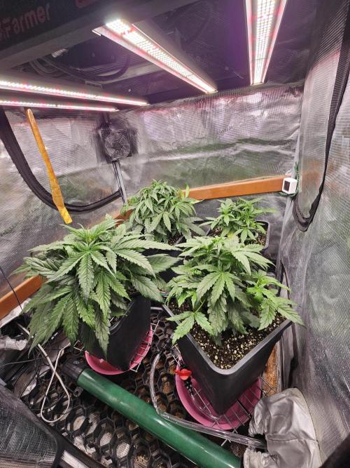 First Time in Coco... Send Help. Week 4