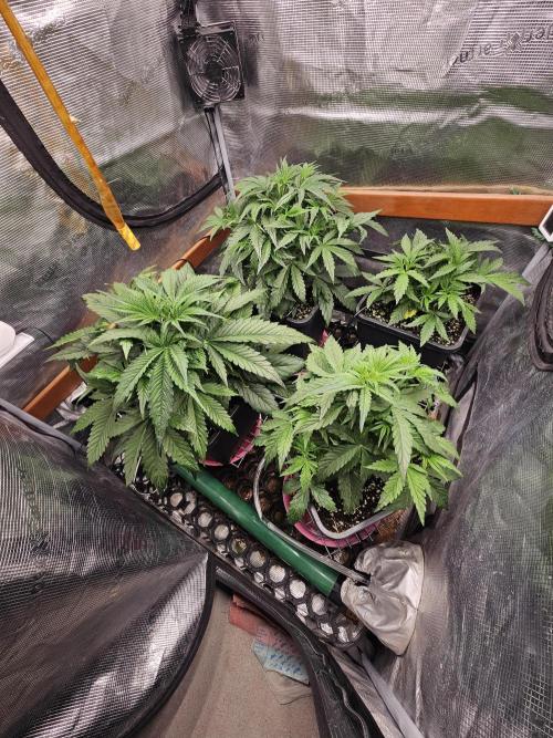 First Time in Coco... Send Help. Week 4