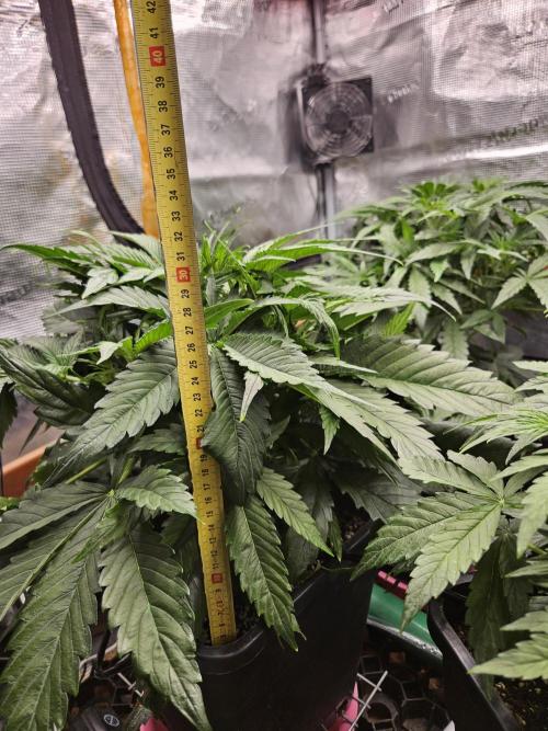 First Time in Coco... Send Help. Week 4