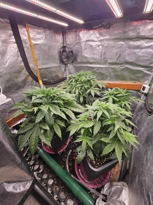 First Time in Coco... Send Help. Week 4