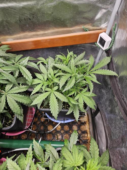 First Time in Coco... Send Help. Week 4