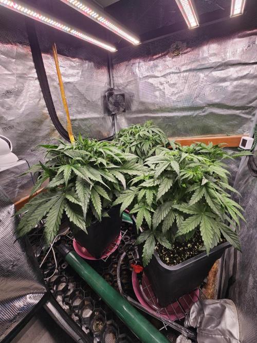 First Time in Coco... Send Help. Week 4