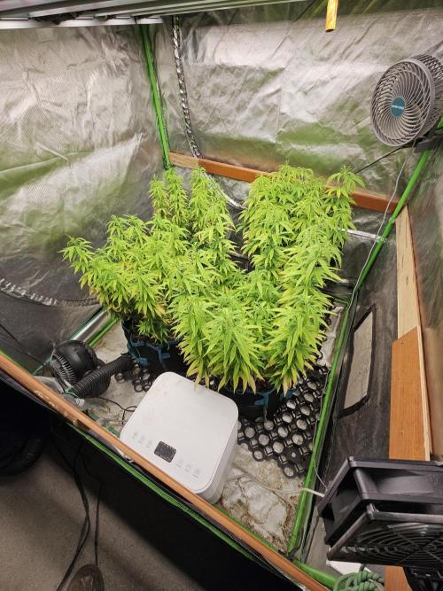 Three Sisters and a Tourist. Week 16