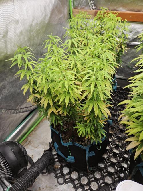 Three Sisters and a Tourist. Week 16