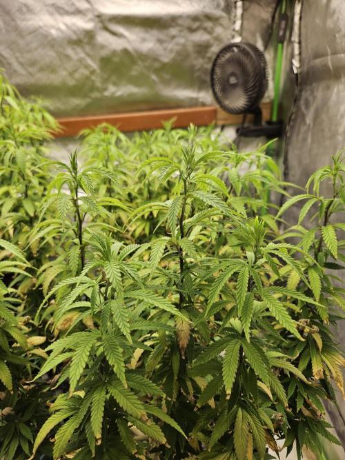 Three Sisters and a Tourist. Week 16